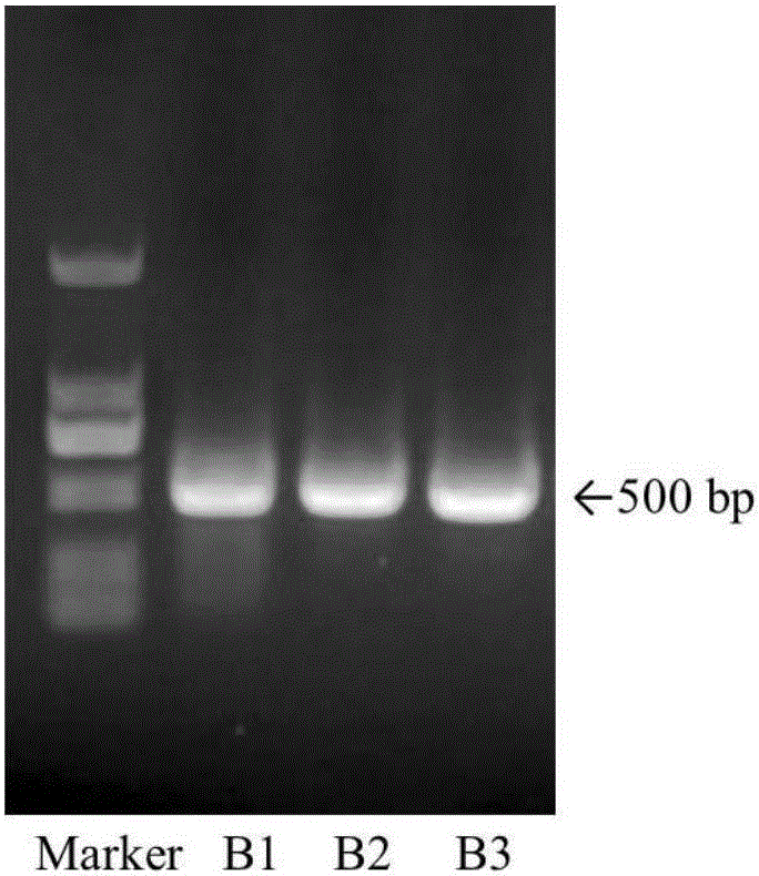 Method for identifying composition species of mixed traditional Chinese medicine powder by utilizing denaturing gradient gel electrophoresis (DGGE)