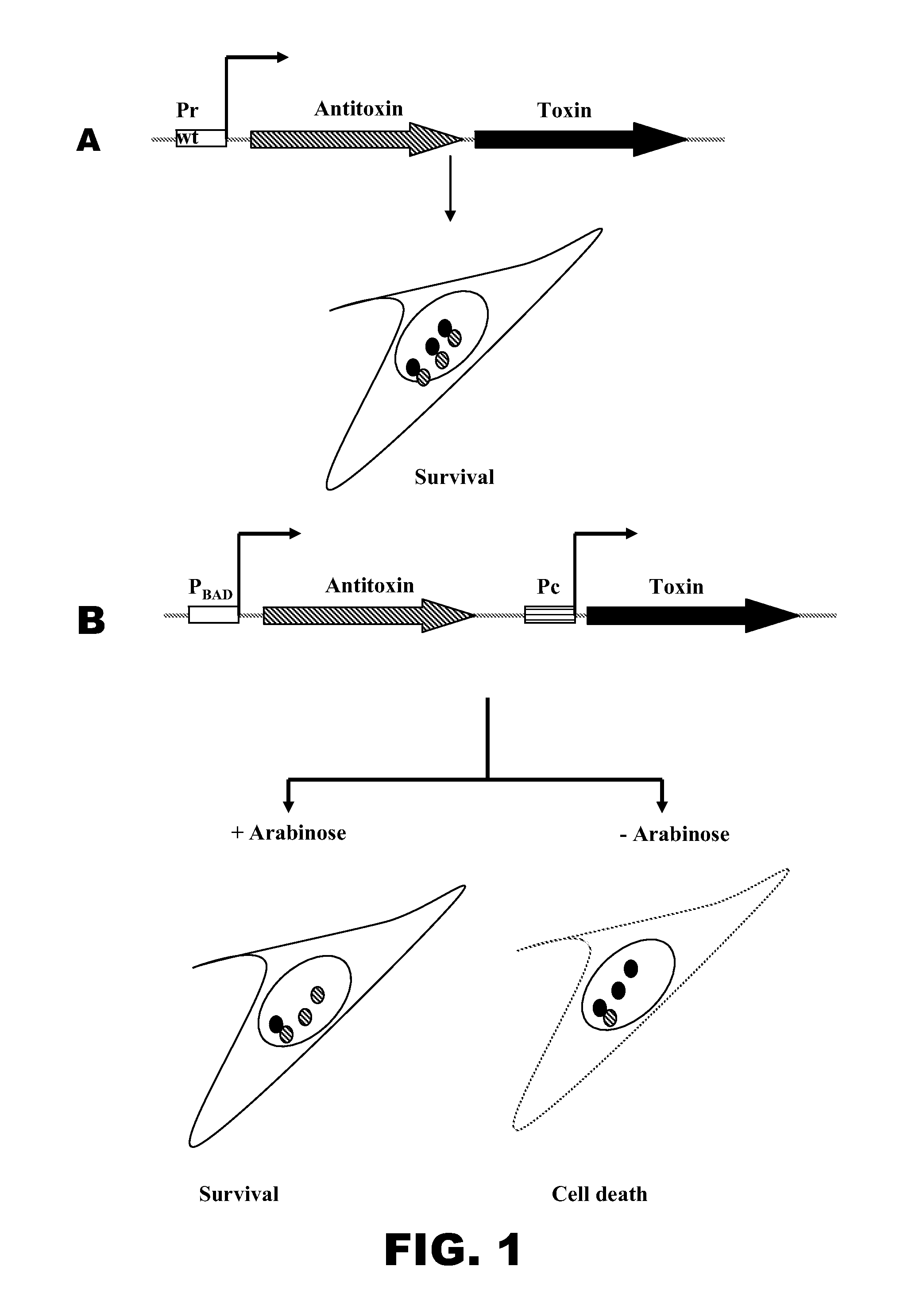 Recombinant bacterium comprising a toxin/antitoxin system