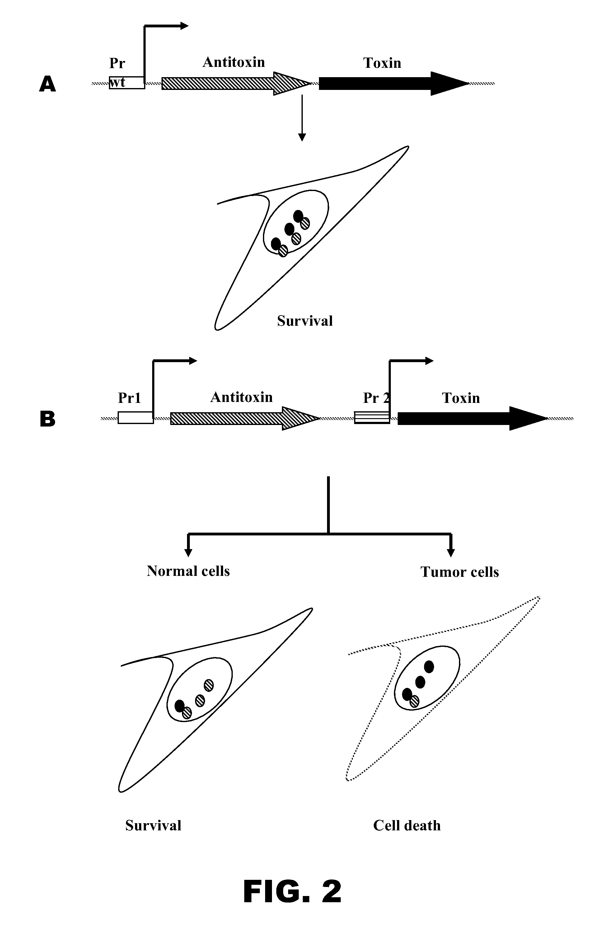 Recombinant bacterium comprising a toxin/antitoxin system