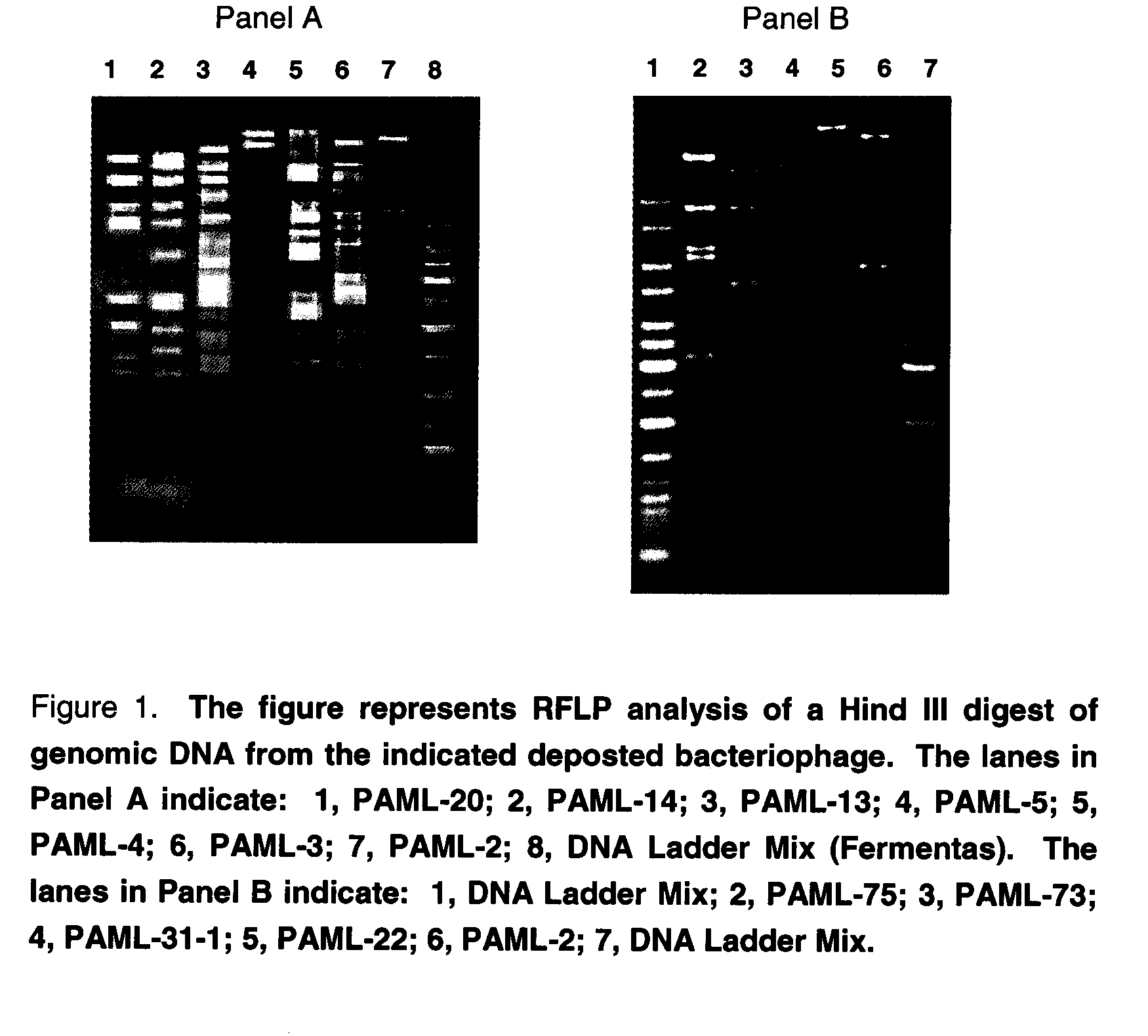 Novel Pseudomonas aeruginosa: Bacteriophage and Uses Thereof