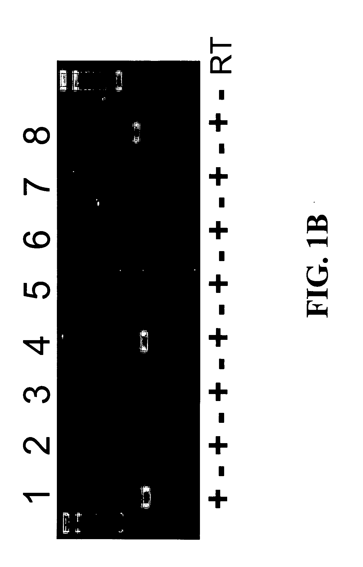 Methods and compositions related to plunc polypeptides