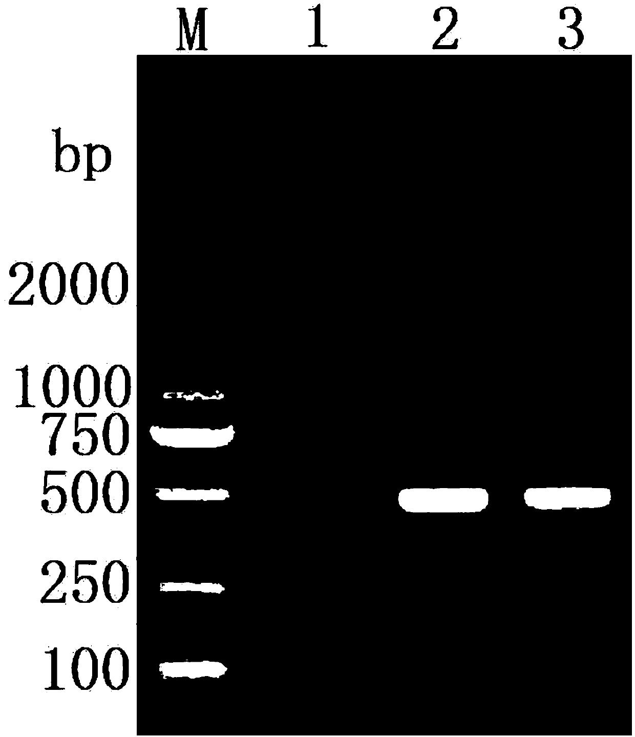 Tilapia Lake Virus (TiLV) specificity RT-PCR detection kit and detection method