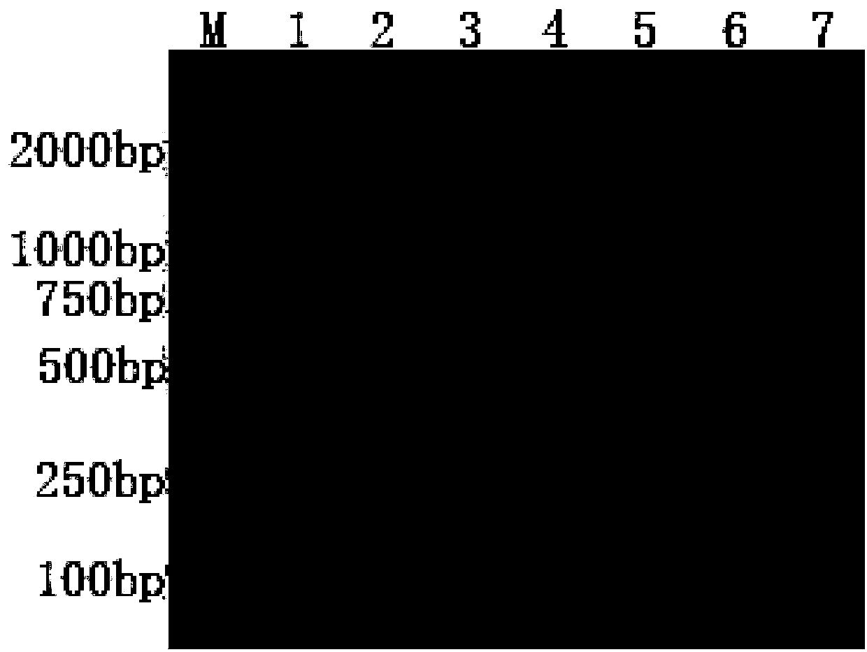 Tilapia Lake Virus (TiLV) specificity RT-PCR detection kit and detection method