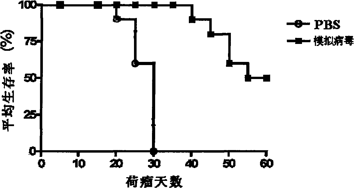 FAT10 gene siRNA recombination analogue virus as well as preparation method and application thereof