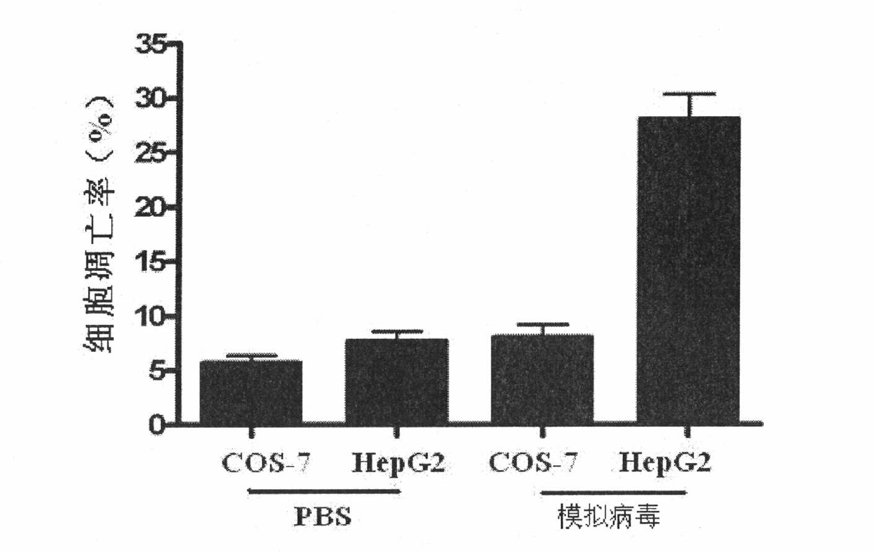 FAT10 gene siRNA recombination analogue virus as well as preparation method and application thereof