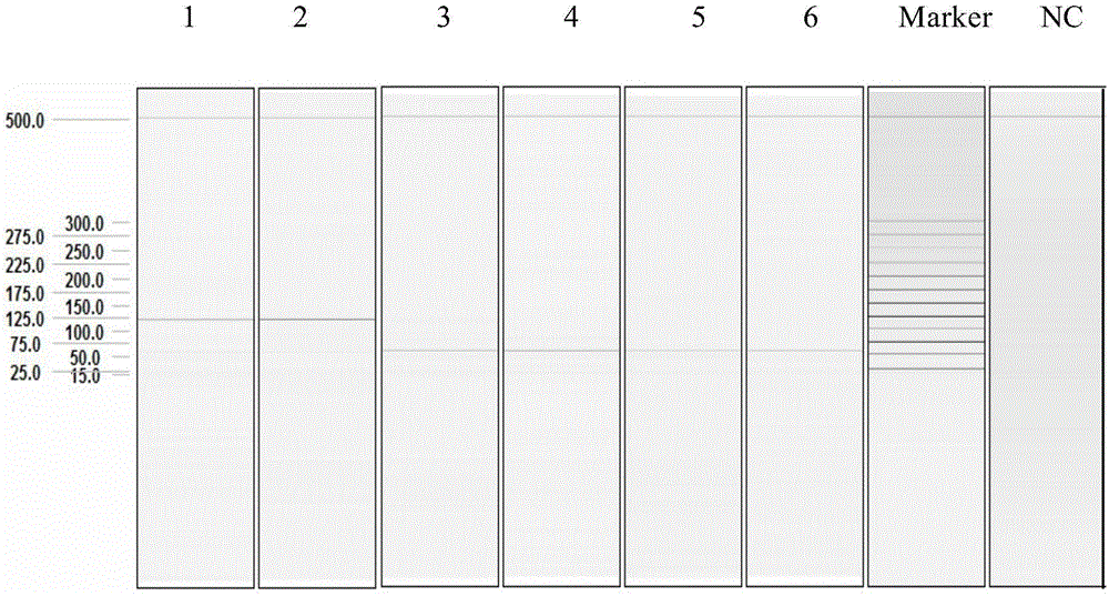 Multiple-connection probe amplification detection kit, primer and probe for simultaneously detecting five cow disease viruses