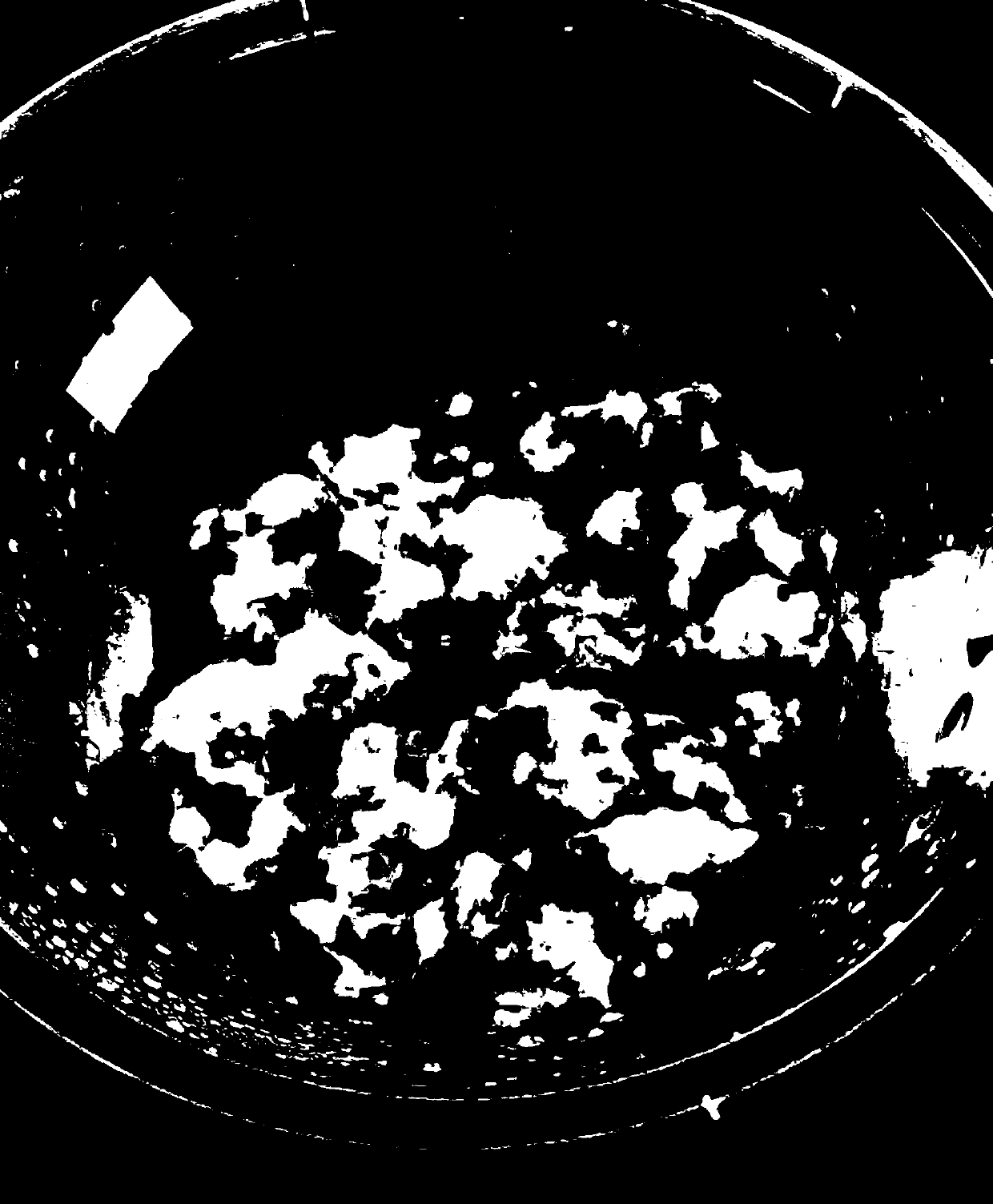 Method for culturing paecilomyces bepiali chen by taking Arabian jasmine flowers as substrates