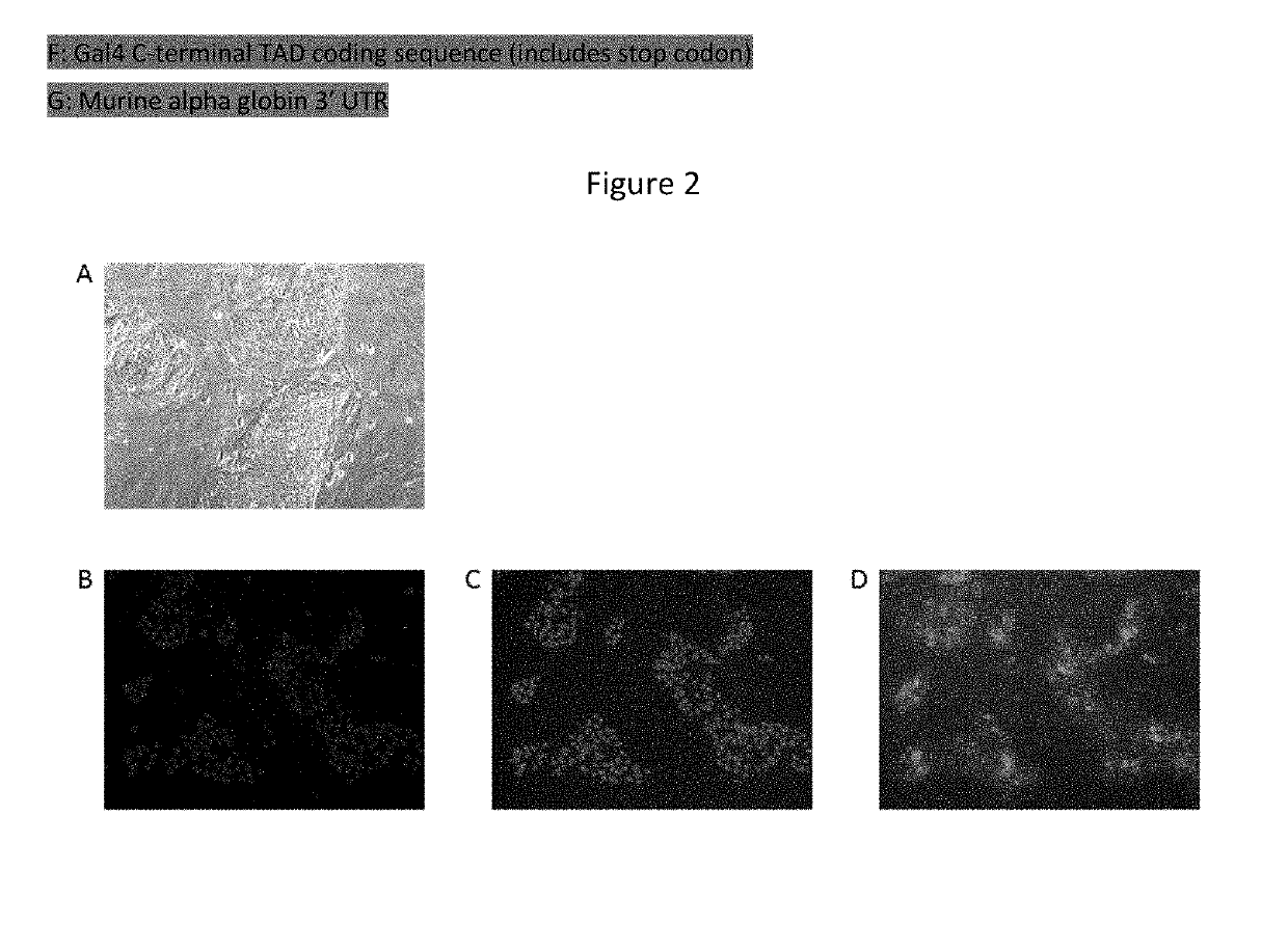 Cellular Reprogramming Utilizing mRNA