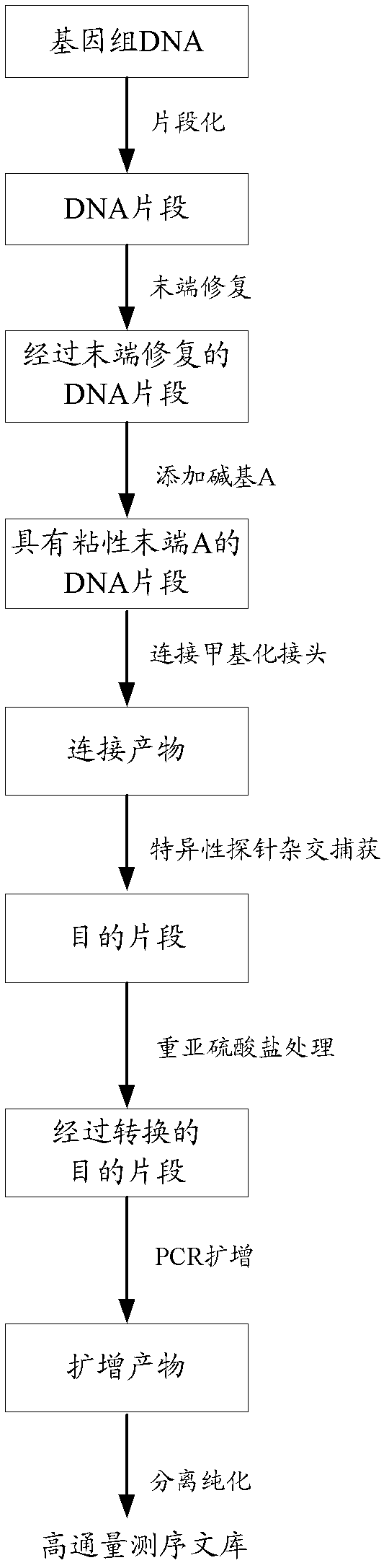 Method for establishing high-throughput sequencing library and application thereof