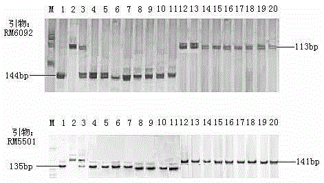 Rice variety Zhejiang 5 black-streaked dwarf virus resistant site qRBSDV17 and molecular marker method thereof