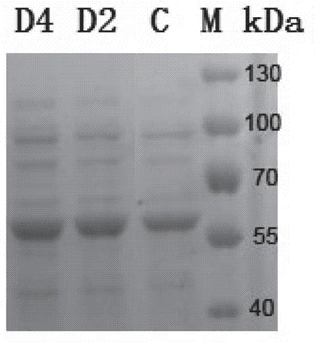 Mutated cephalosporin C acylase