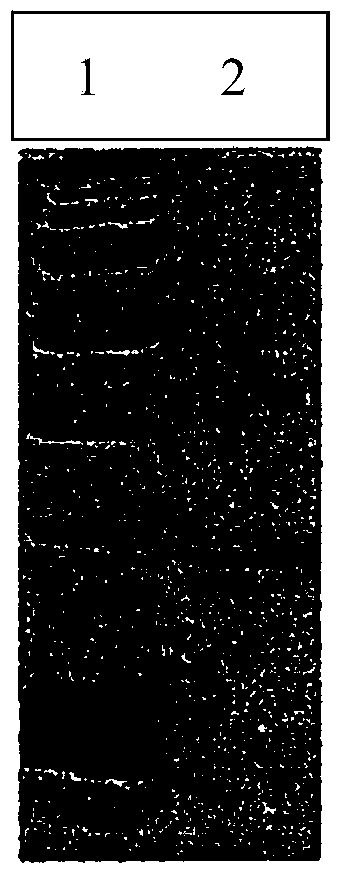 Allium fistulosum leaf agglutinin rcombinant protein, its encoding polynucleotide, primer and process for preparation thereof