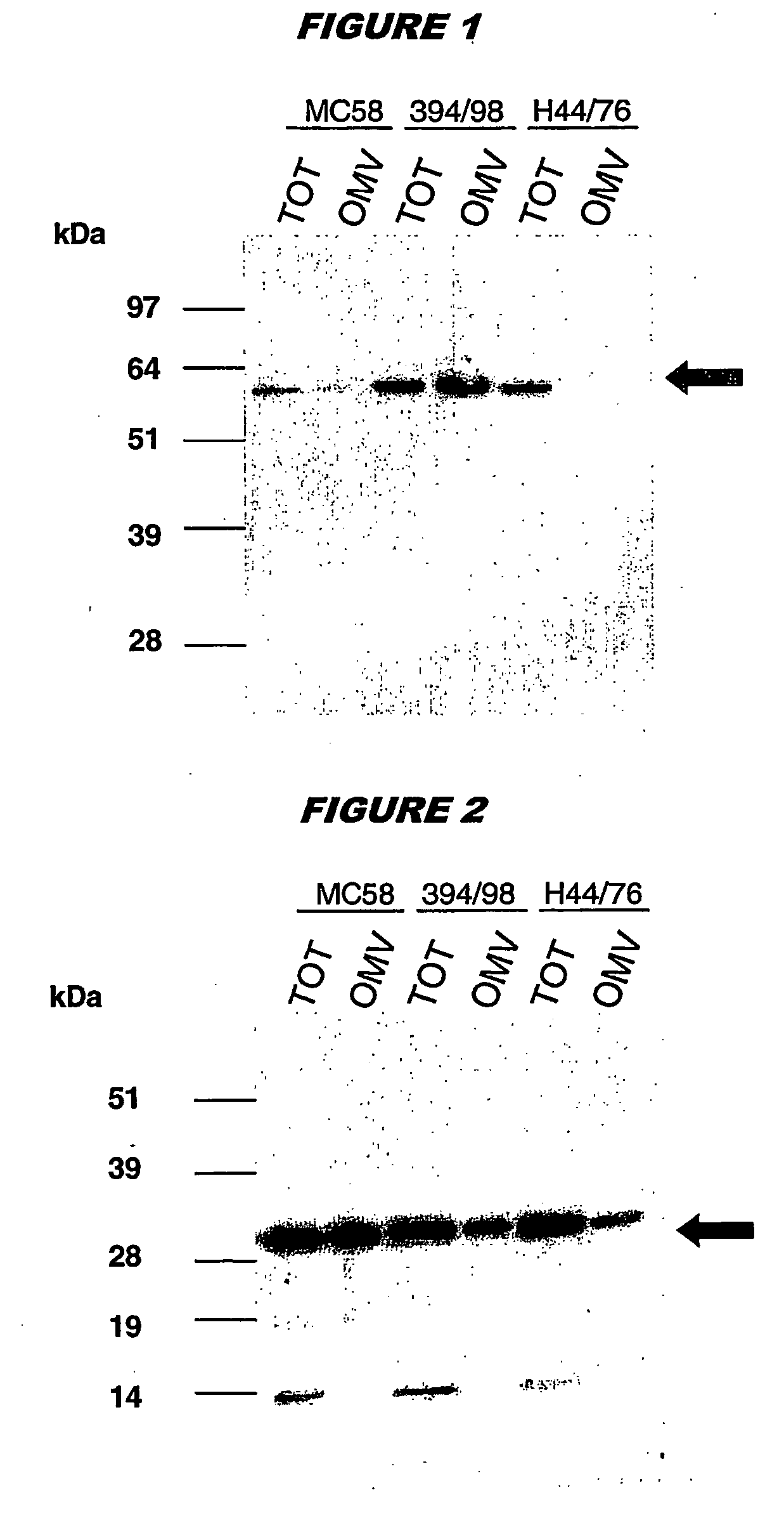 Bacterial outer memberane vesicles