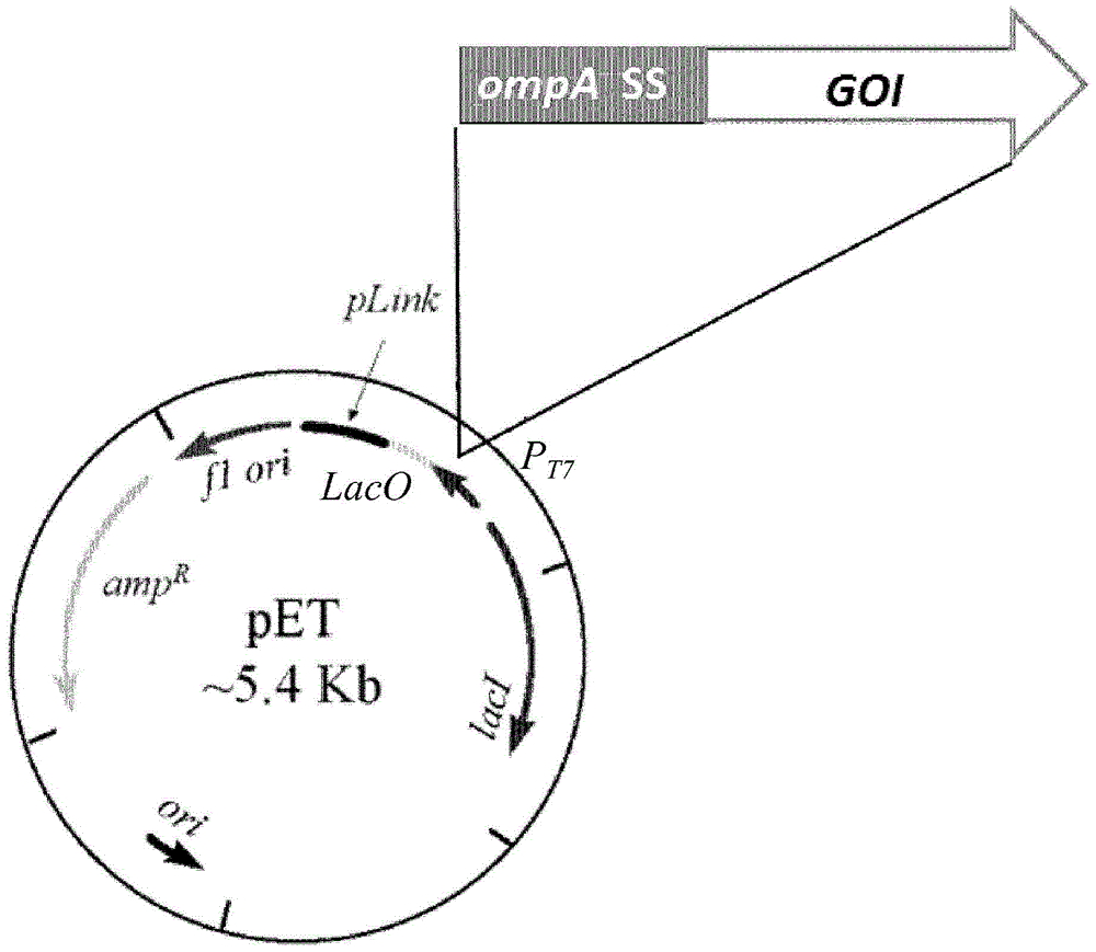 Outer membrane vesicles