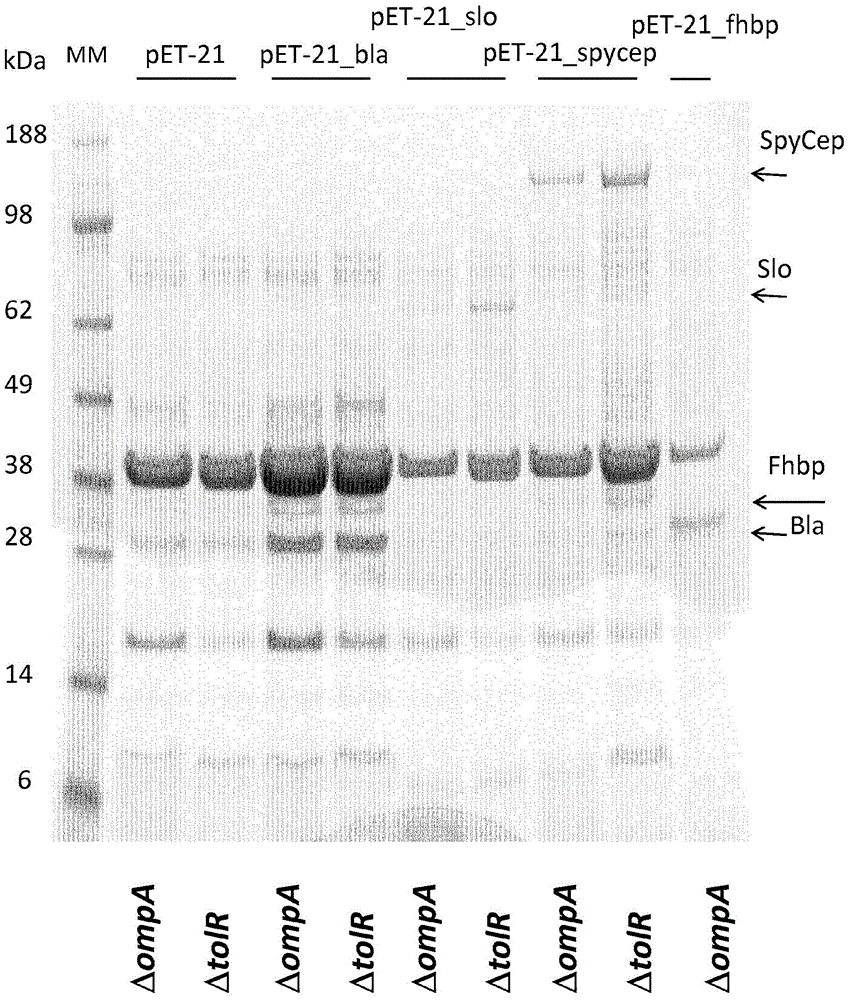 Outer membrane vesicles