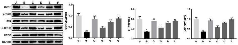 Application of elecampane inula root and radix bupleuri composition in preparation of antidepressant drug