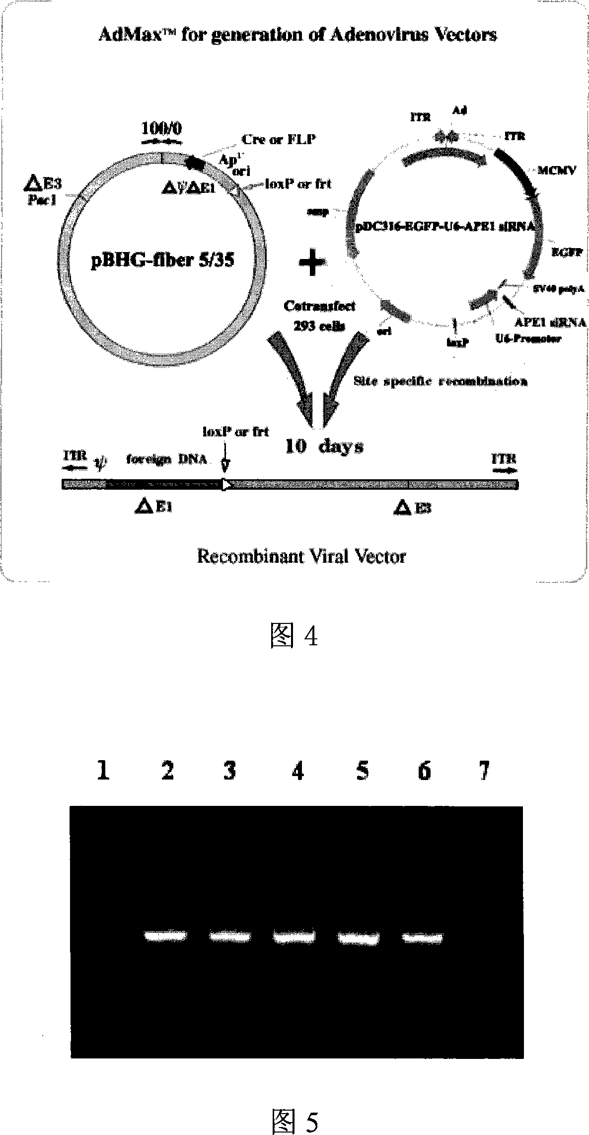 Method for constructing replication defect type recombination adenovirus