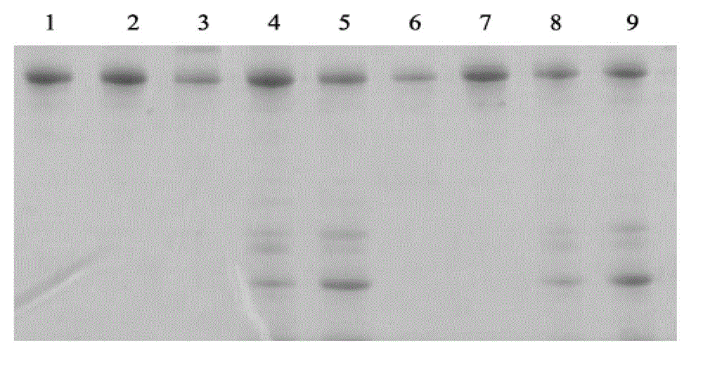 Preparation method, application and medicine composition and preparation of specific egg yolk immunoglobulin (IgY) and acinetobacter baumannii, as well as preparation and kit