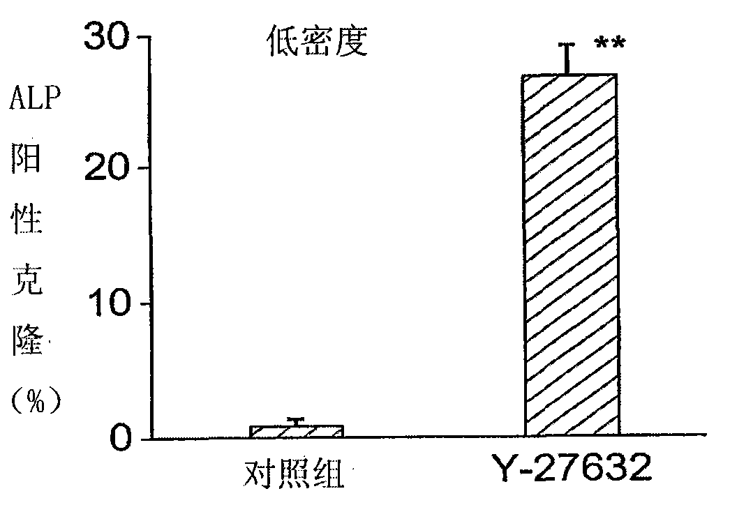 Stem cell culture medium and method