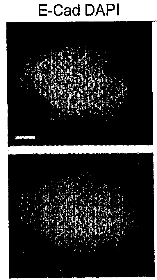 Stem cell culture medium and method