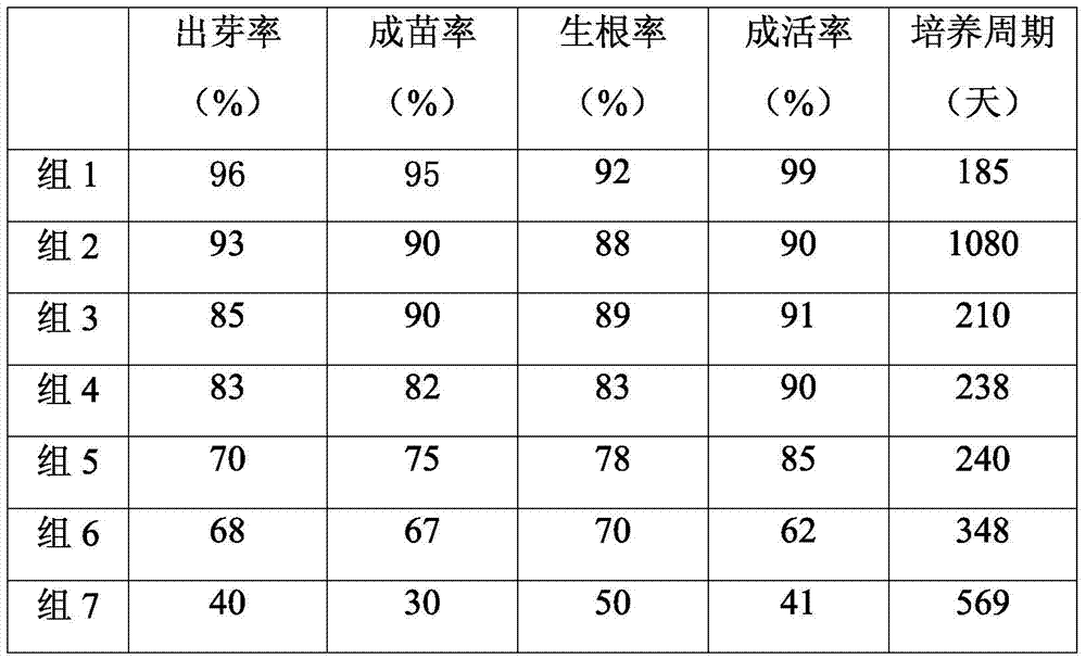 A kind of Dendrobium drumstick seed tissue culture rapid propagation method