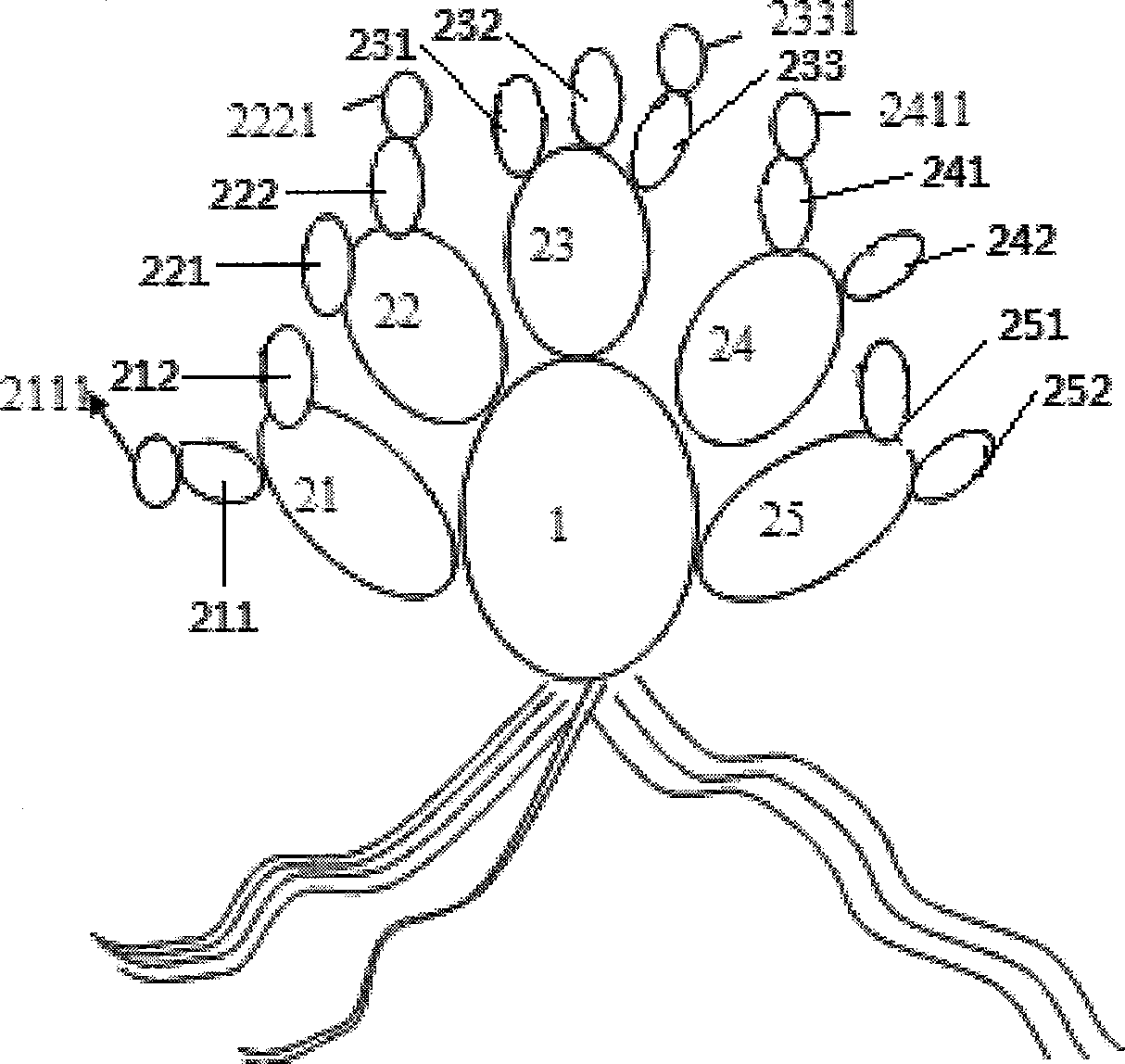 High-yield cultivation method of dactylopius coccus costa