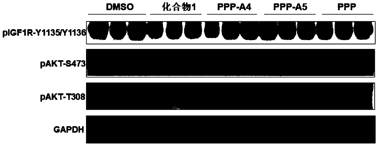 Insulin-like growth factor-1 receptor tyrosine kinase inhibitor and uses thereof