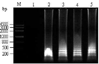 Primers for loop-mediated isothermal amplification of avian reoviruses, detection kit of avian reoviruses and detection method