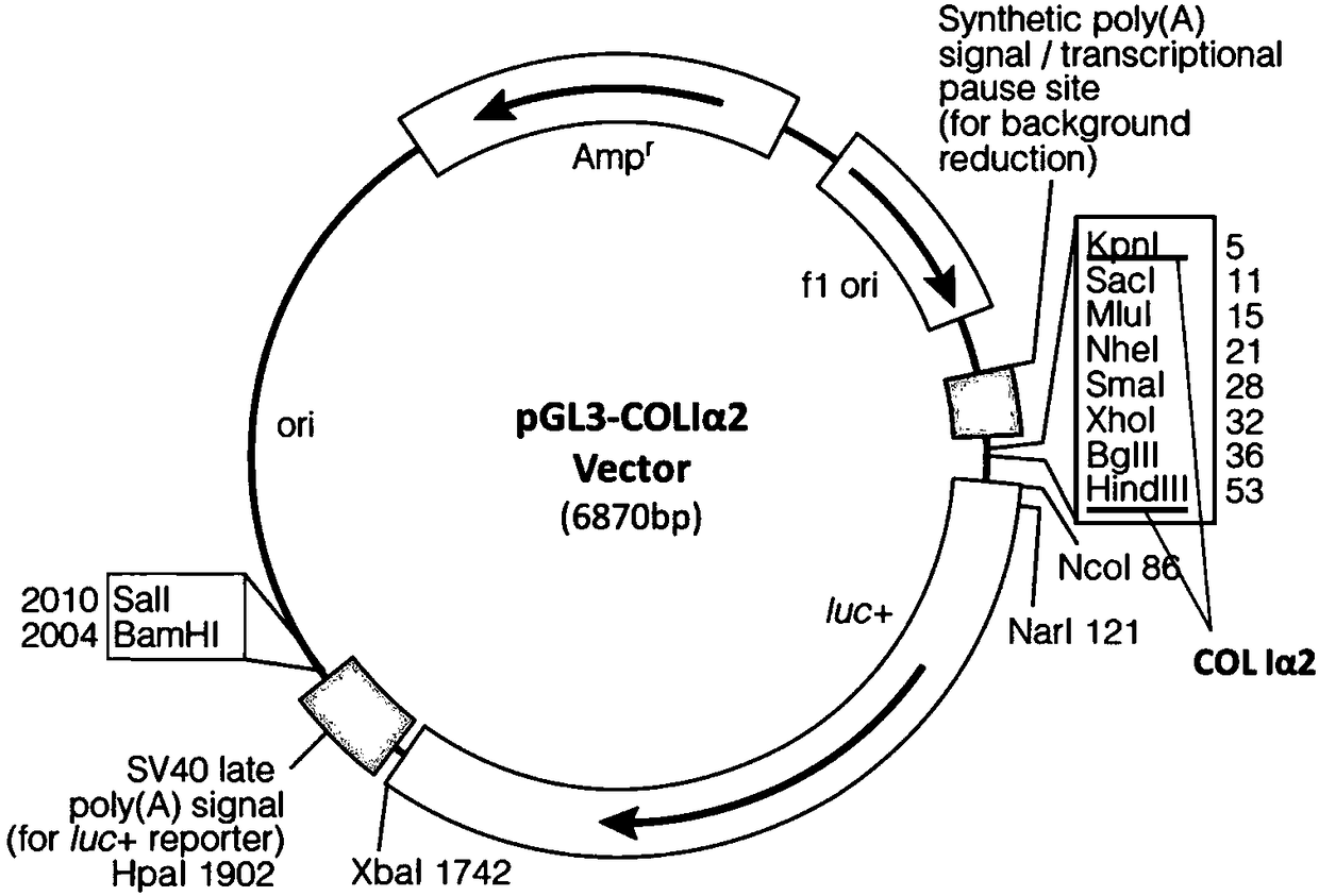 Ultrashort peptide for promoting collagen secretion and application of ultrashort peptide