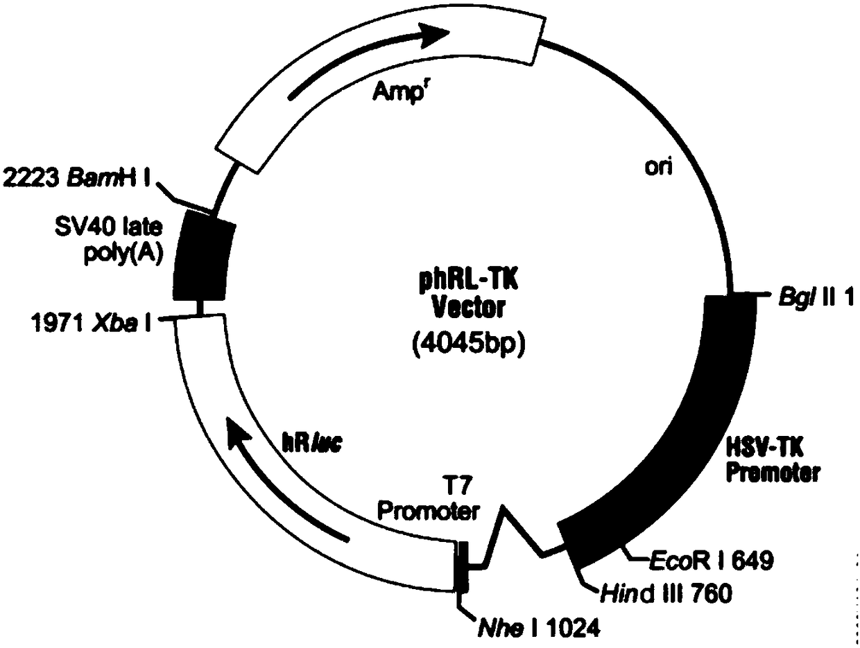 Ultrashort peptide for promoting collagen secretion and application of ultrashort peptide