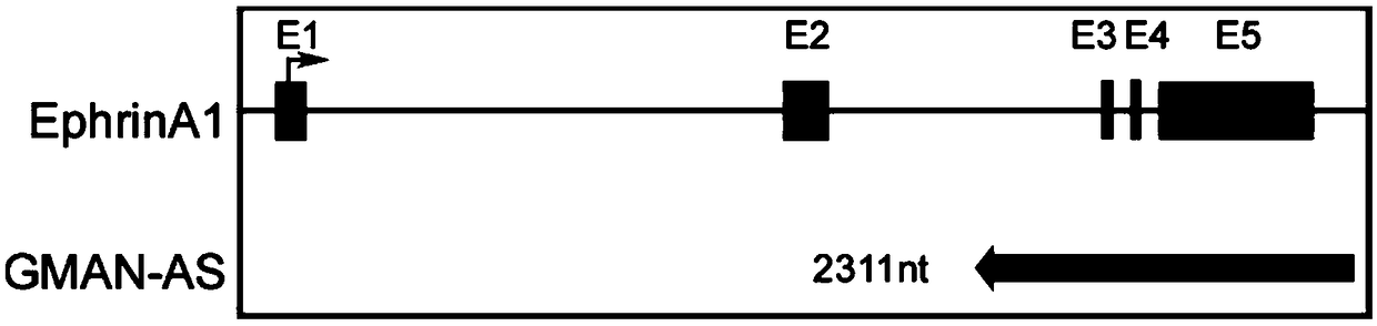 Polynucleotide for tumor treatment and application of polynucleotide