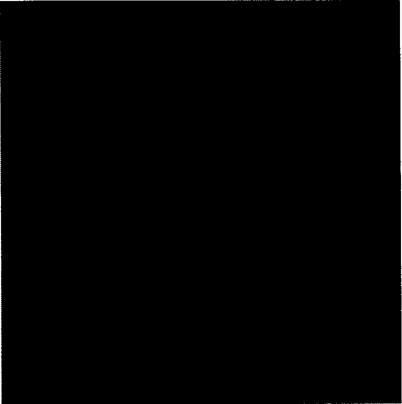 Method for fixing biological macro molecule in common pattern on inorganic silicone material surface