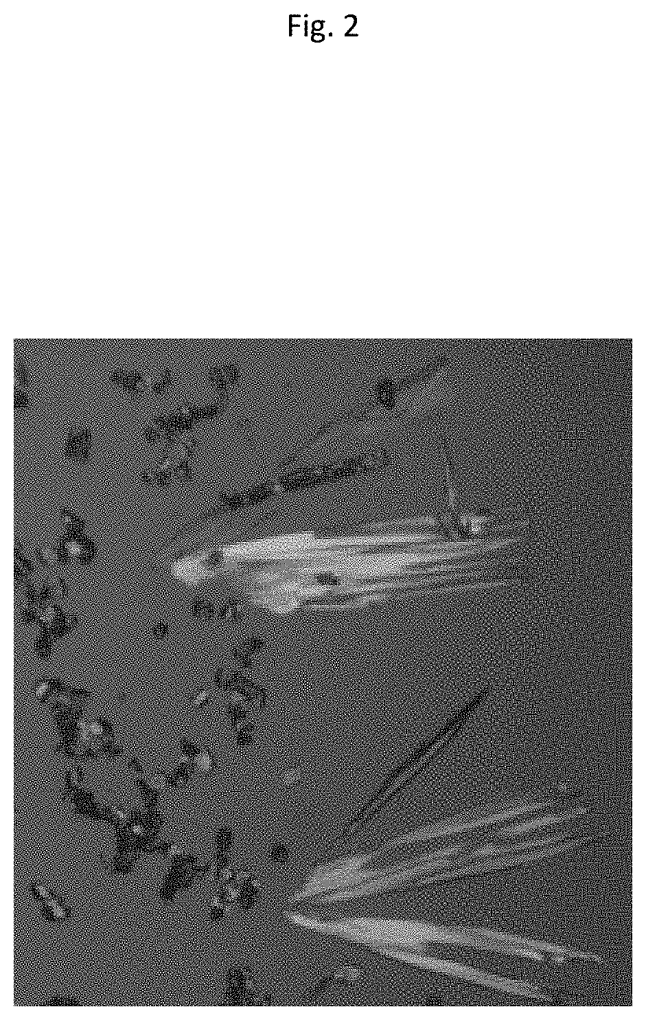 Methods and compositions including protocatechuic acid crystals for the treatment of conditions caused by an enveloped virus