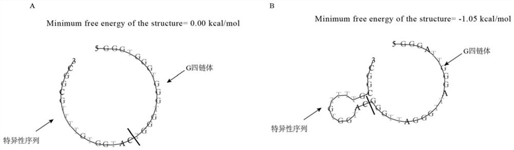 Absolute quantification probe and method for zygosaccharomyces bayer and application of probe and method