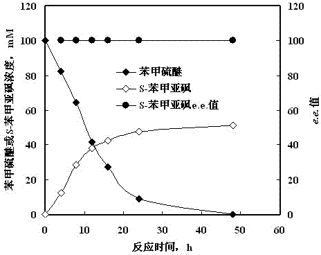 Method for synthesizing chiral sulfoxide from thioether under catalytic action of Rhodococcus