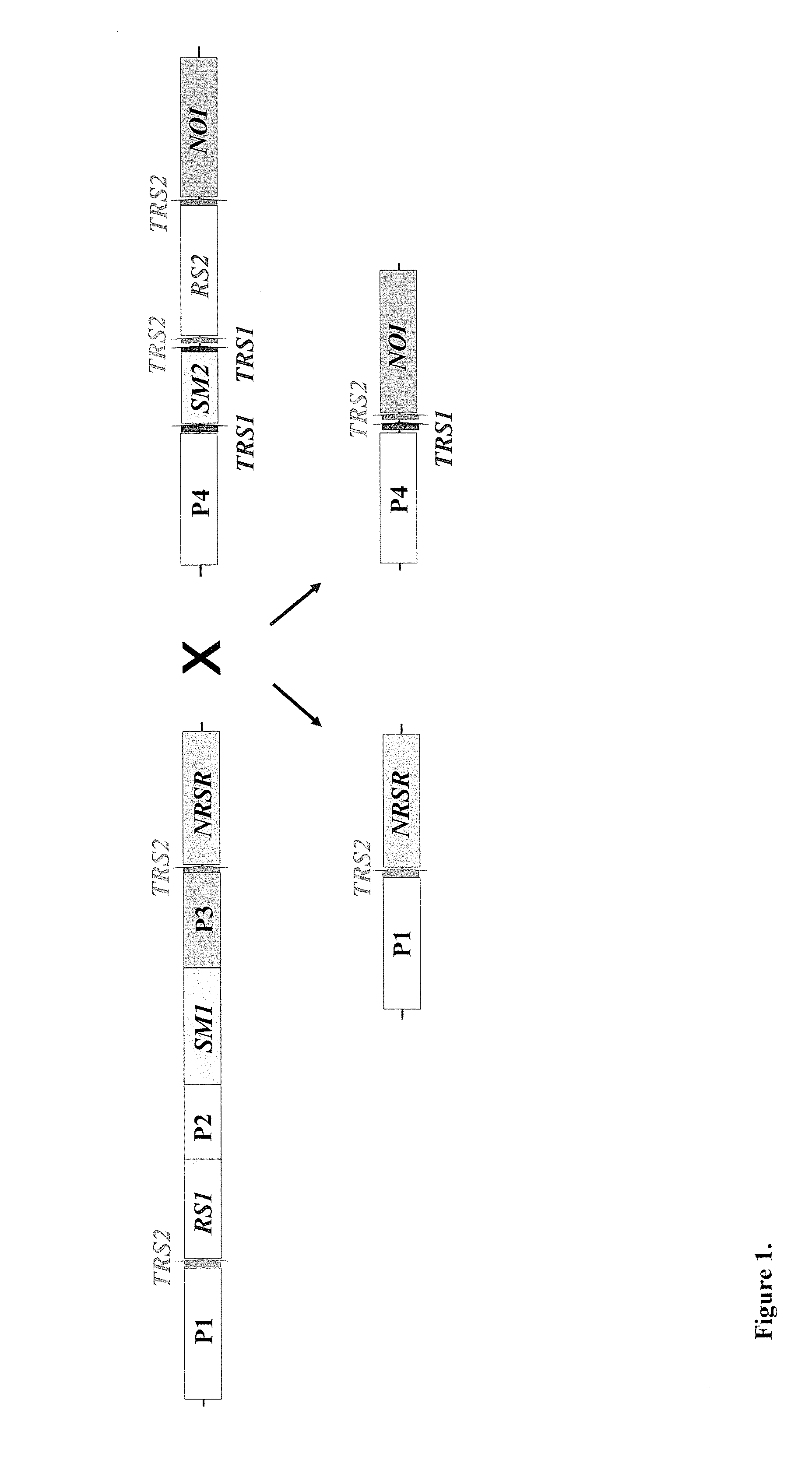 Methods and compositions for an integrated dual site-specific recombination system for producing environmentally safe and clean transgenic plants