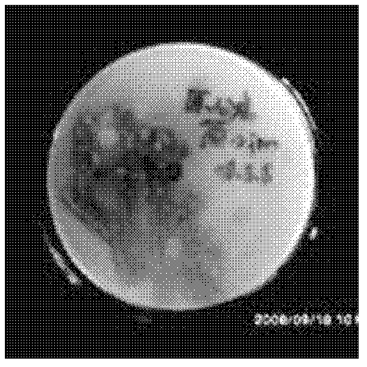 Acid-producing bacillus cereus and application thereof