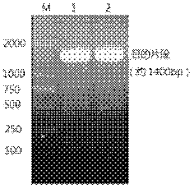 Acid-producing bacillus cereus and application thereof