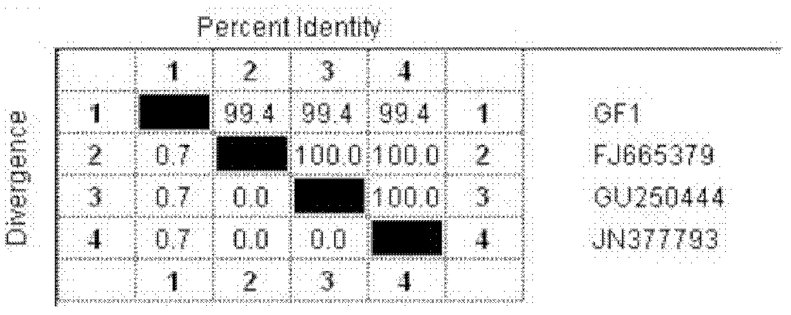 Acid-producing bacillus cereus and application thereof