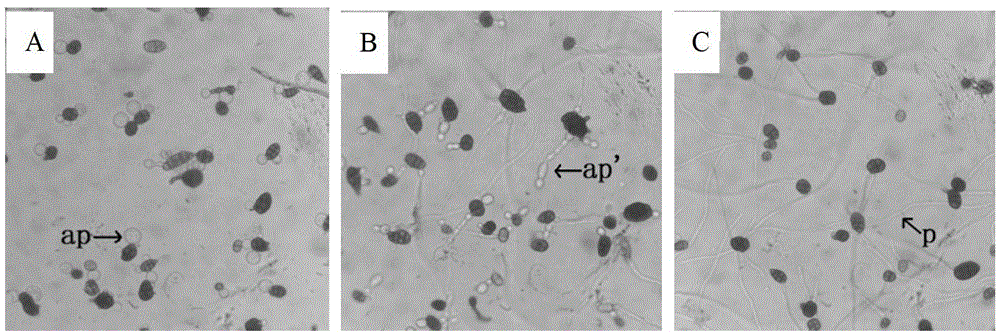 Method for Separating and Purifying Antimicrobial Peptides from Plant Endophytic Bacteria Strains by High Performance Liquid Chromatography