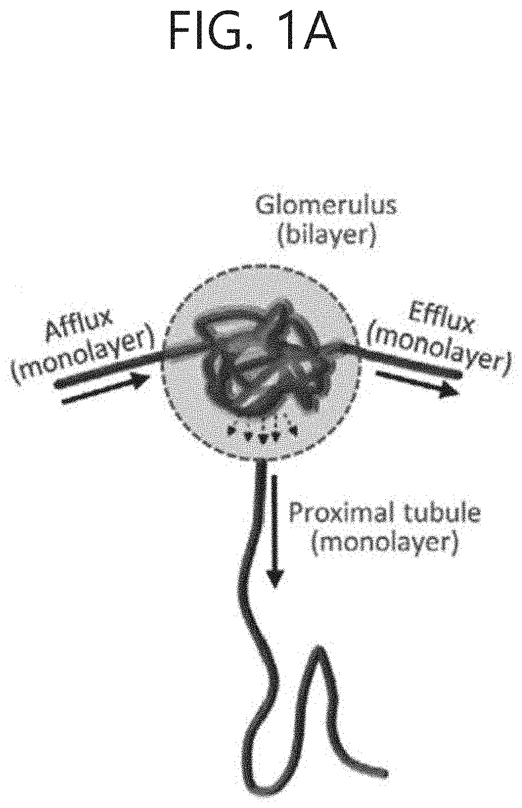 Perfusable-type dual proximal tubule cell construct and producing method thereof for applying in vitro artificialrenal tissue model and renal cell therapy