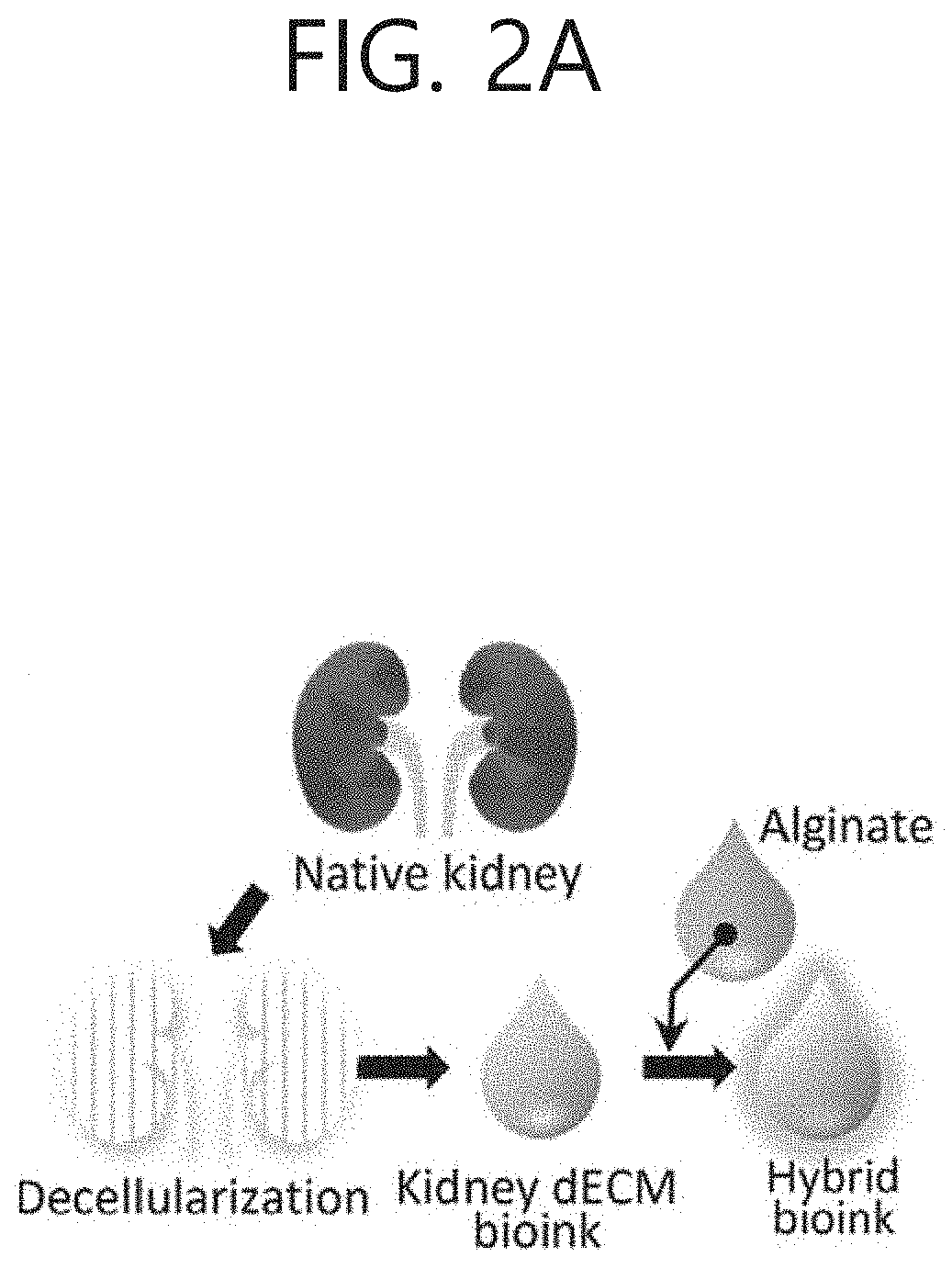 Perfusable-type dual proximal tubule cell construct and producing method thereof for applying in vitro artificialrenal tissue model and renal cell therapy