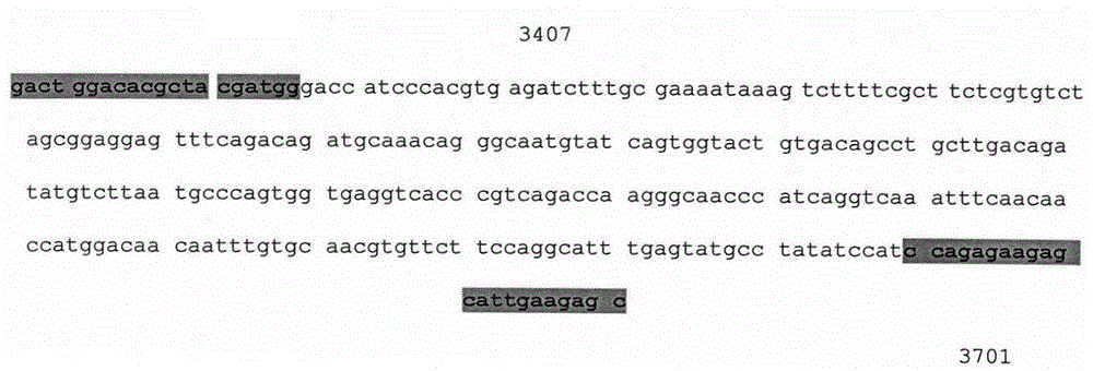 RT-PCR primers for detecting mink astroviruses and detection method using the same