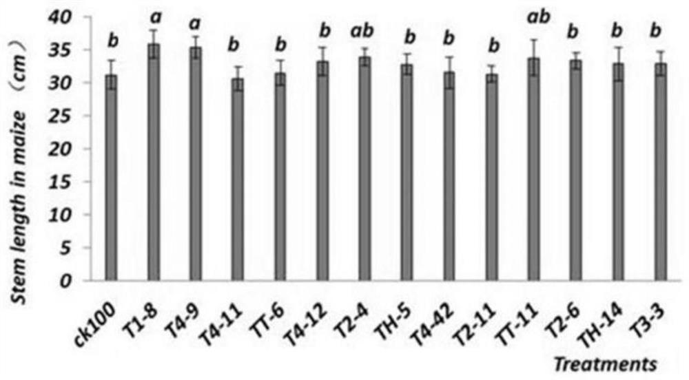 A rhizosphere growth-promoting bacterium that enhances crop salt tolerance and its microbial fertilizer and application