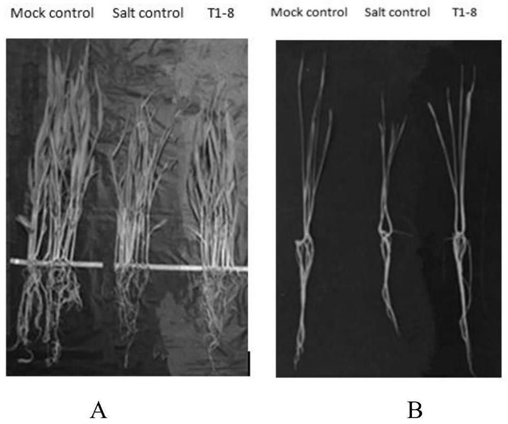 A rhizosphere growth-promoting bacterium that enhances crop salt tolerance and its microbial fertilizer and application