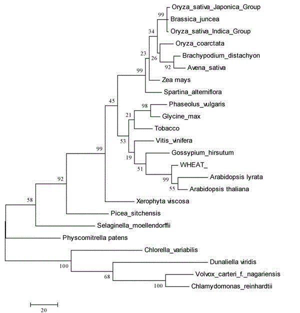 Dunaliellaviridis myo-Inositol-1-phosphatesynthase gene, and protein coded thereby and application thereof