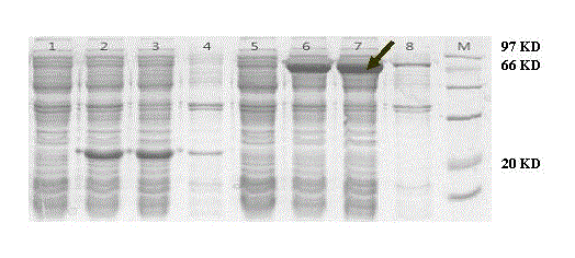 Dunaliellaviridis myo-Inositol-1-phosphatesynthase gene, and protein coded thereby and application thereof