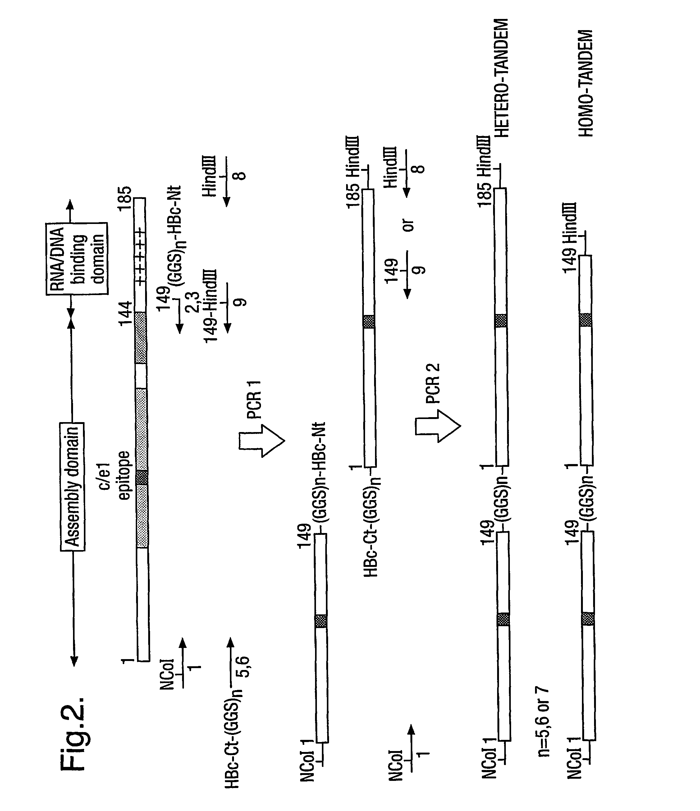 Hepatitis B core antigen fusion proteins