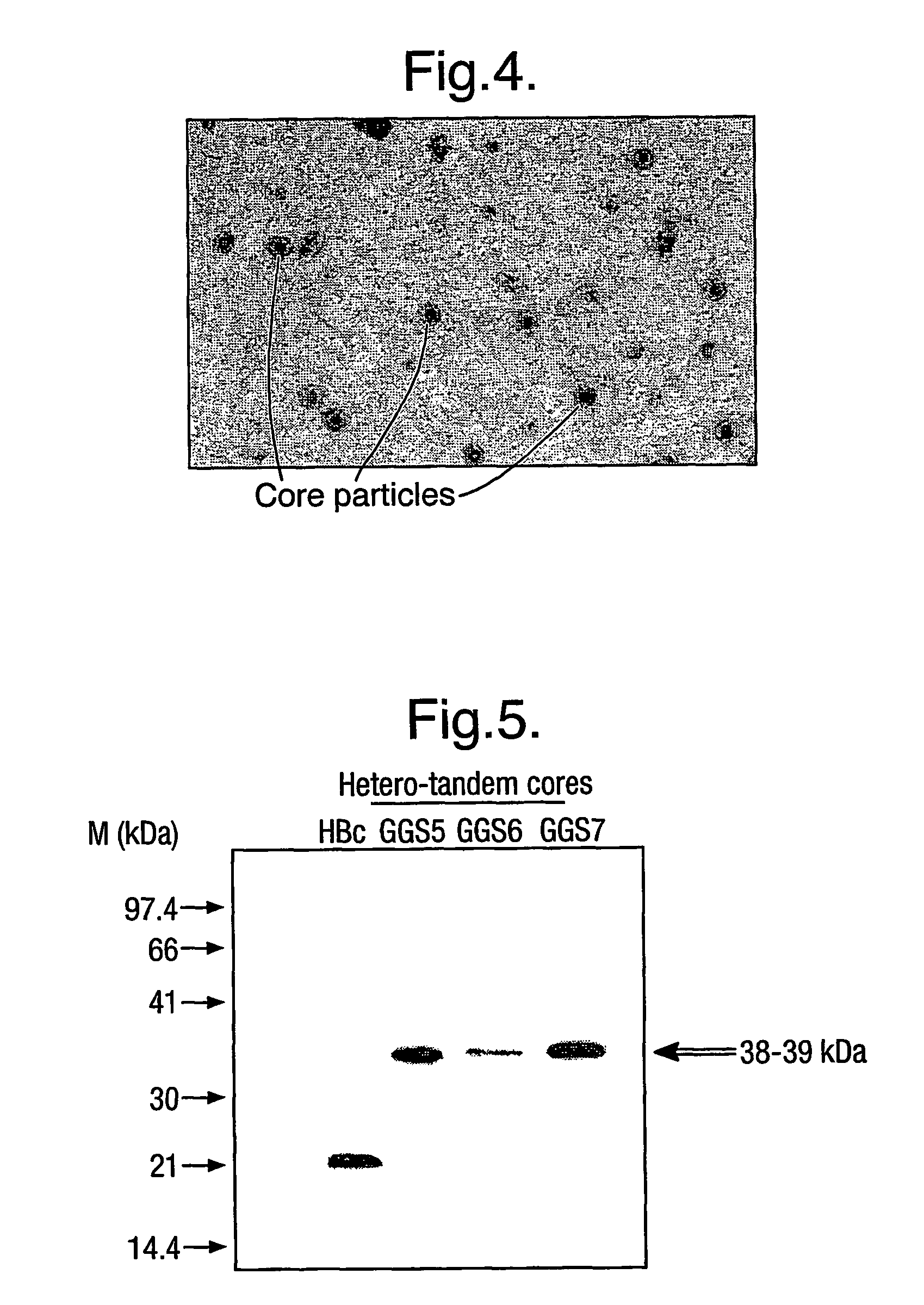 Hepatitis B core antigen fusion proteins