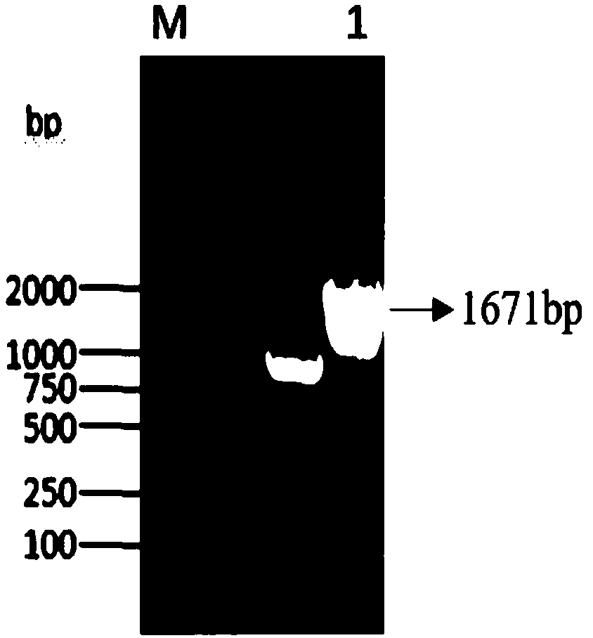 Method for constructing and expressing multicopy gene co-expressing baculovirus exogenous protein